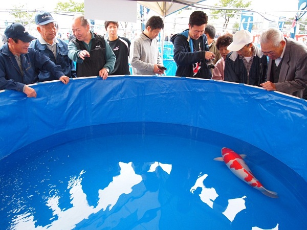Cuộc thi cá Koi đẹp tại Nhật
